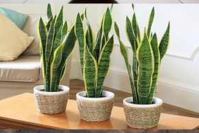 Keep your home healthy and safe by adding beautiful indoor plants